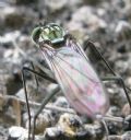 Liancalus virens